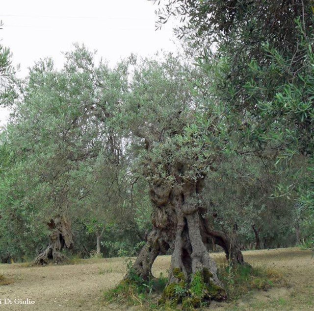 Trekking fra gli olivi