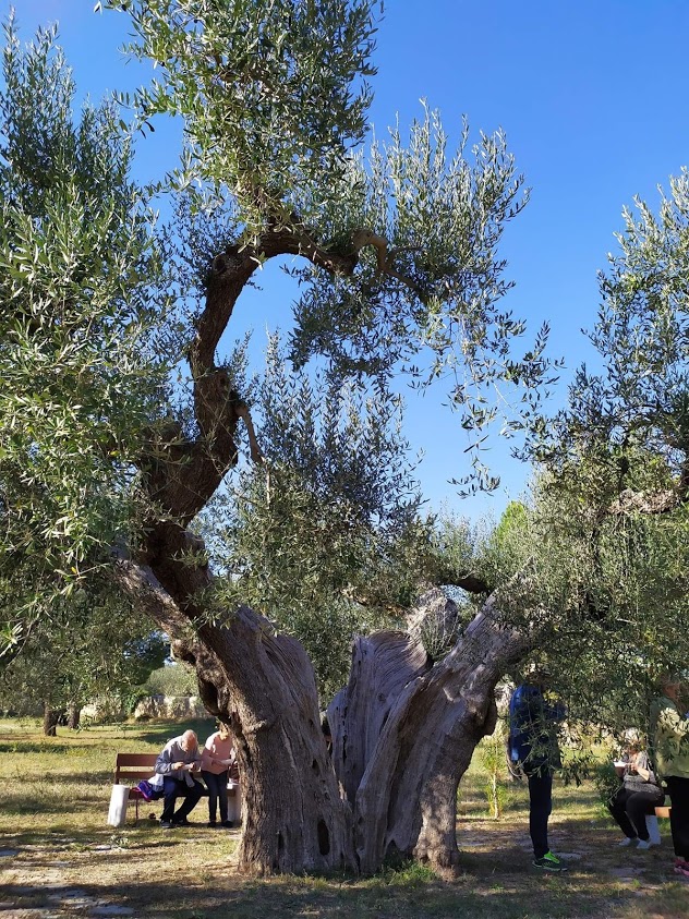 Serracapriola tra gli olivi