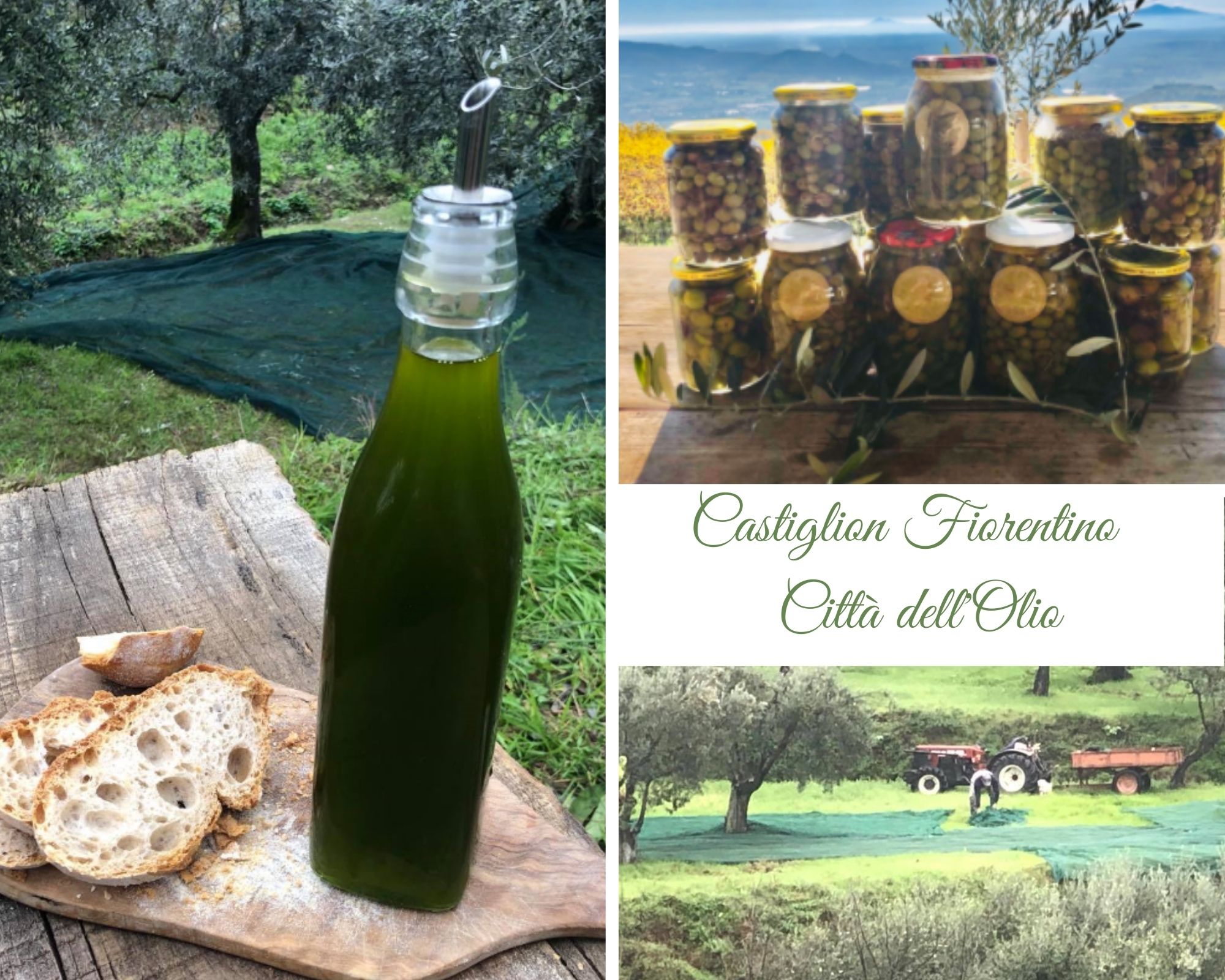 L’olio di oliva a Castiglion Fiorentino: fra tradizione e innovazione