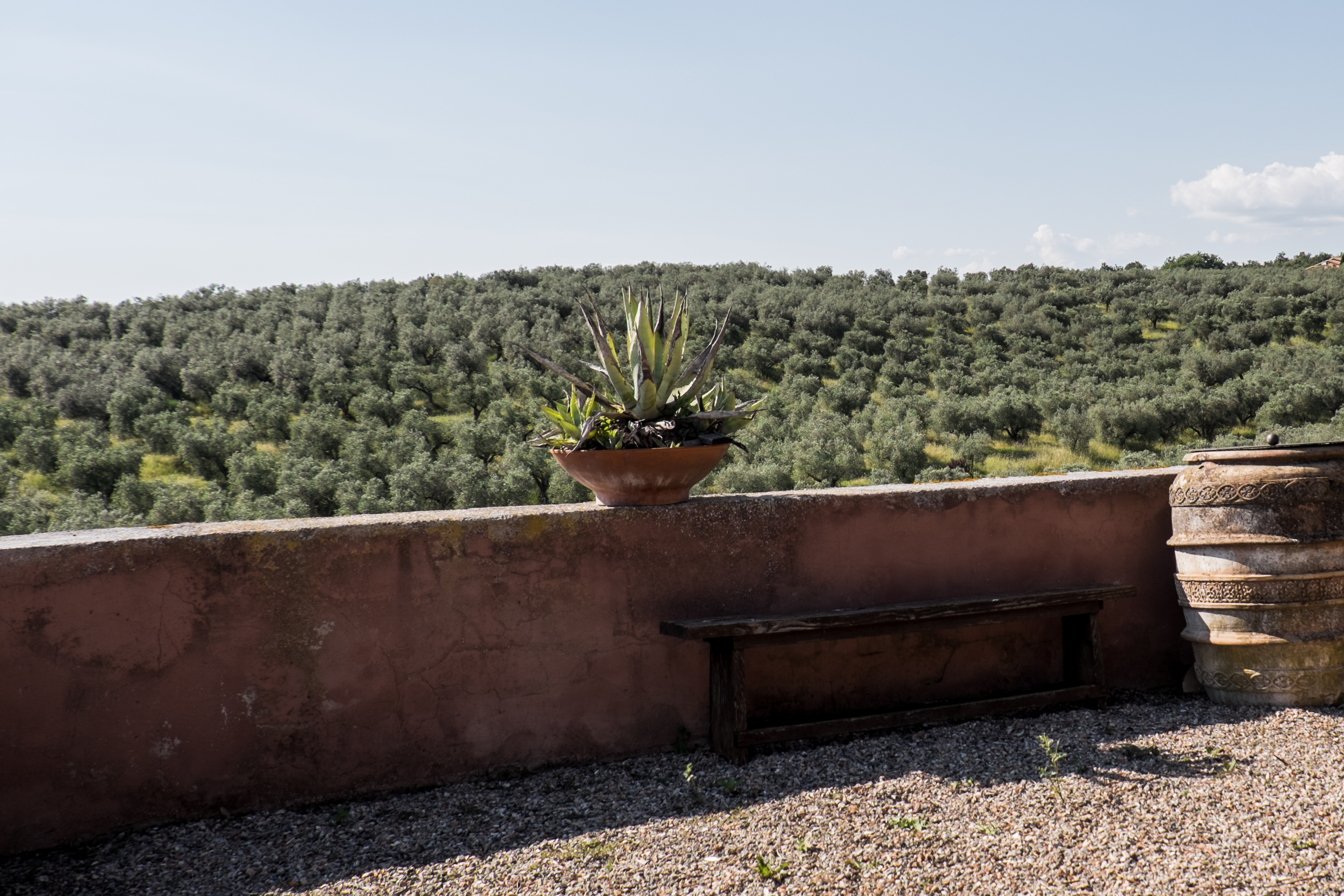 Il MOLINO e l’oliveto centenario Caninese