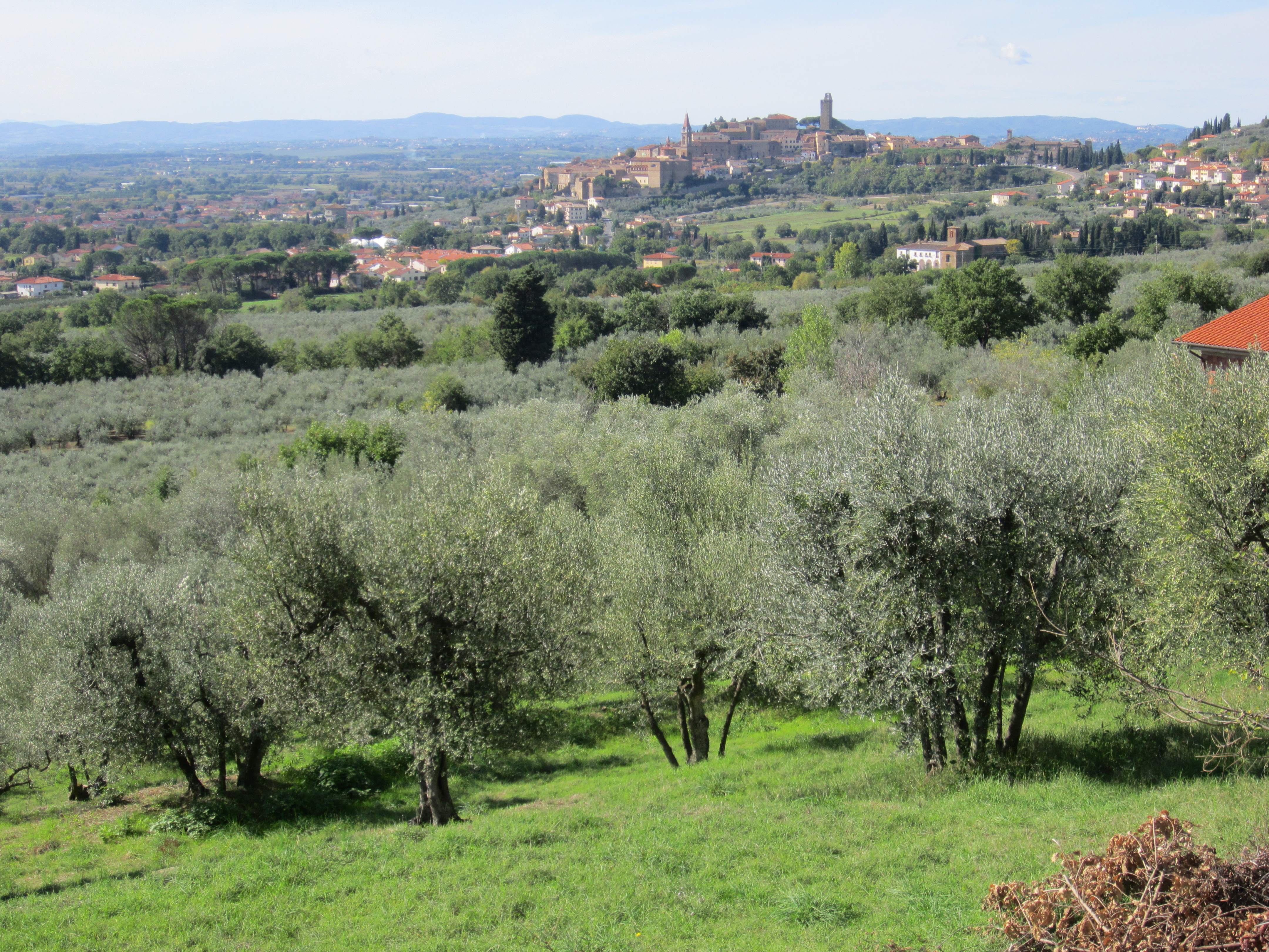 Castiglion Fiorentino a tavola con l’olio extravergine di oliva