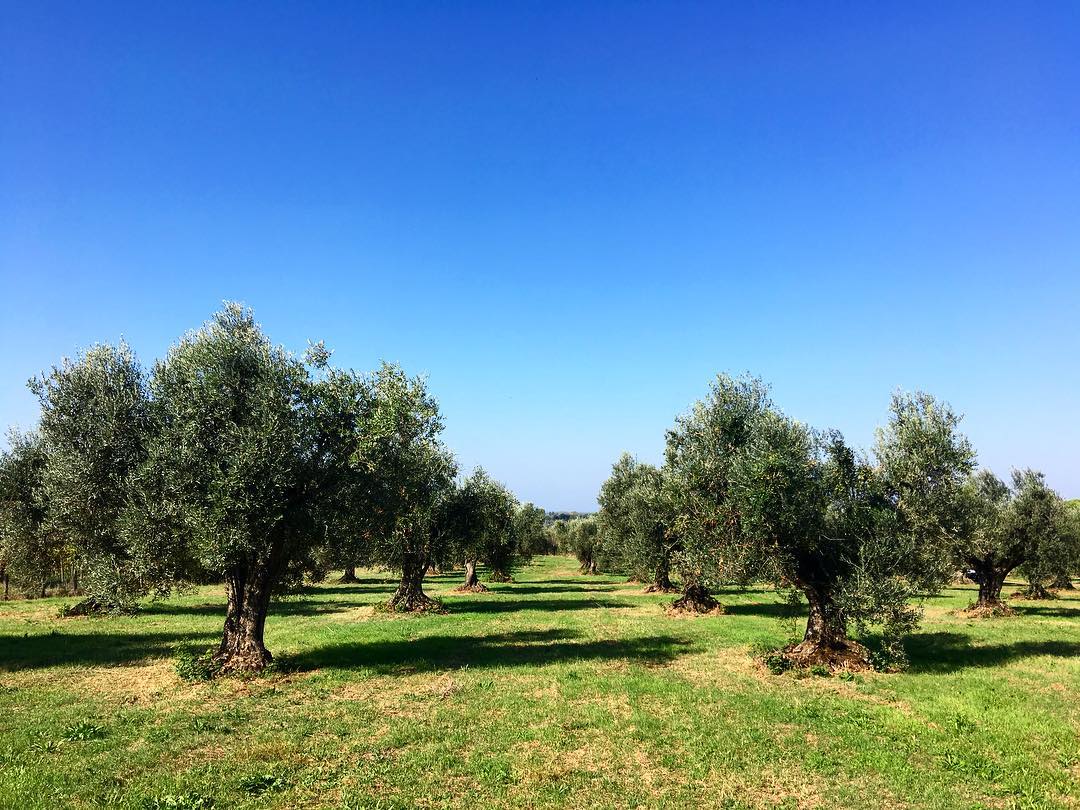 Alla scoperta dell’olivo: passeggiata sensoriale con degustazione di olio