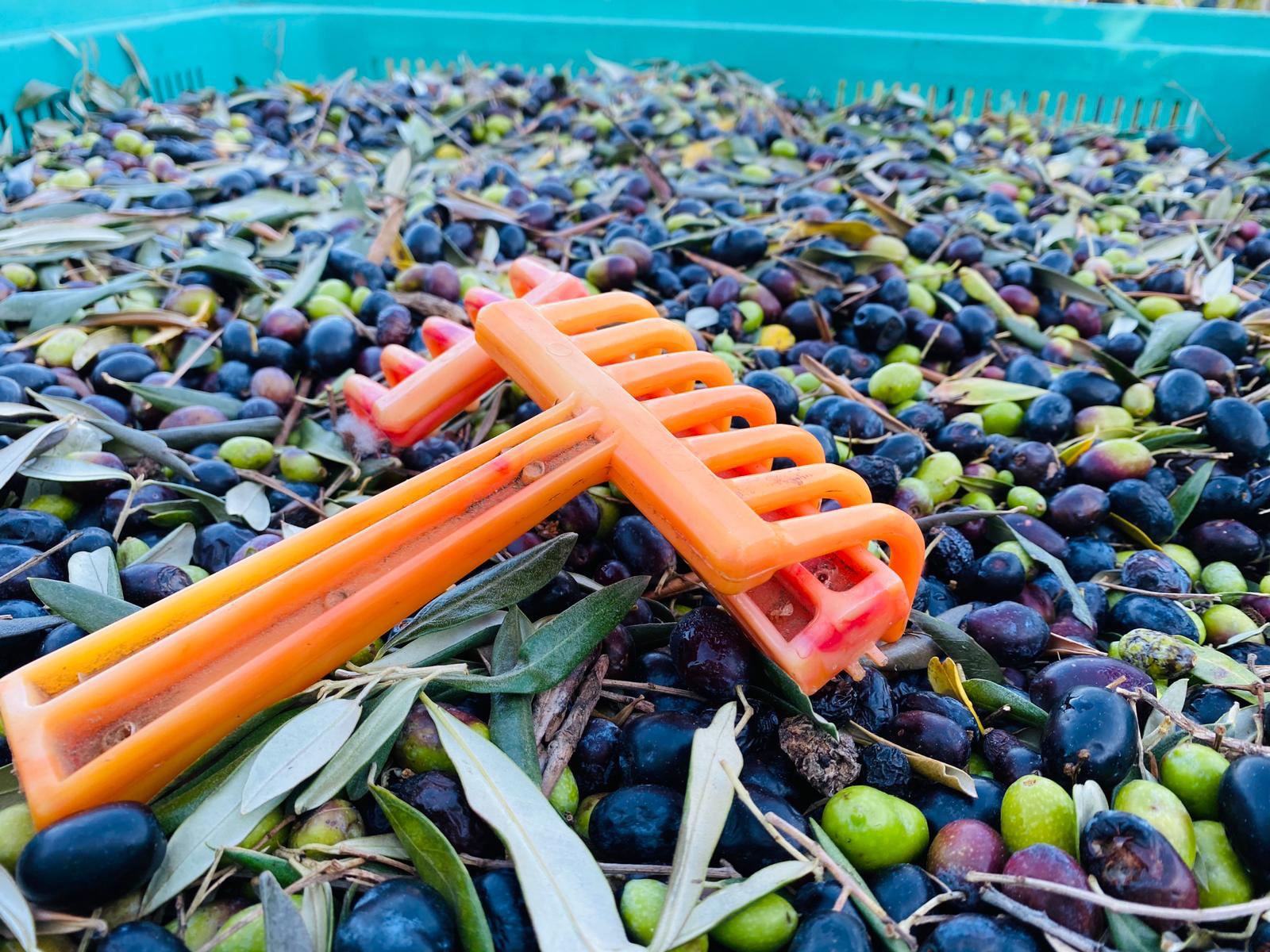 La raccolta delle olive in agriturismo