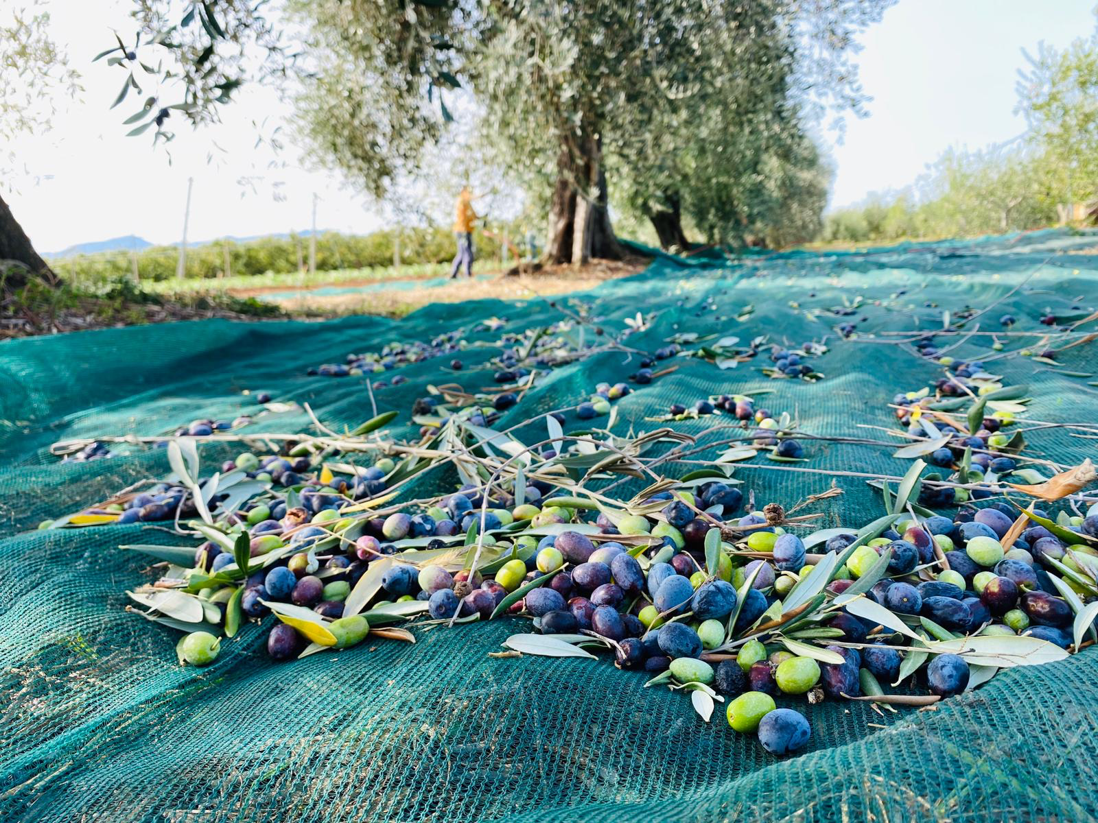 La raccolta delle olive in agriturismo