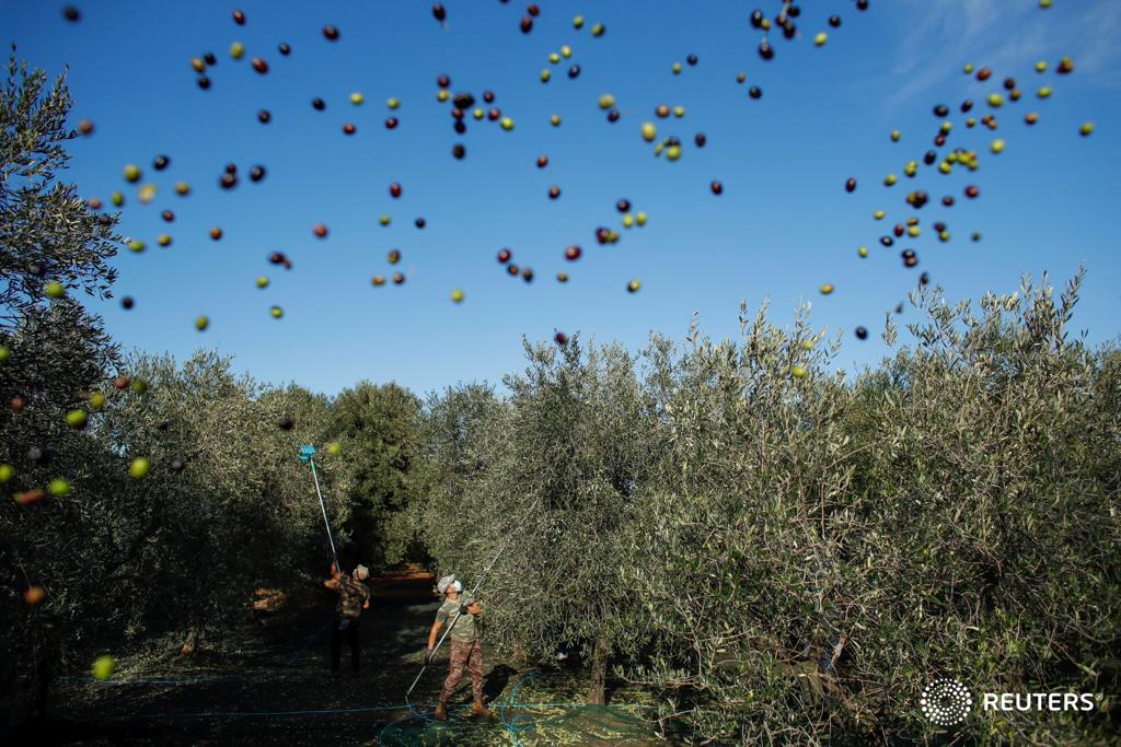 Raccolta delle Olive e non solo … all’insegna di Tradizioni, Relax e Natura
