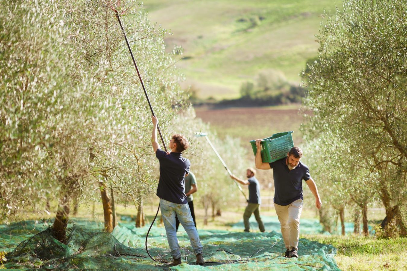 Scopri di più sull'articolo Vivere l’olio