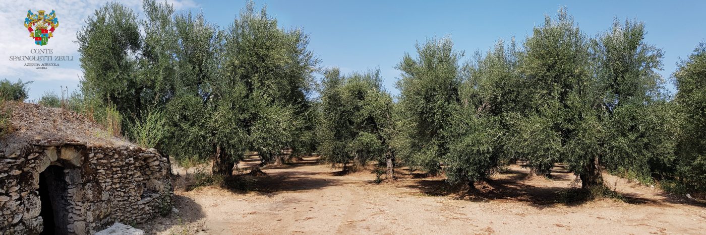 Scopri di più sull'articolo Coratina profumi verdi ed intensi