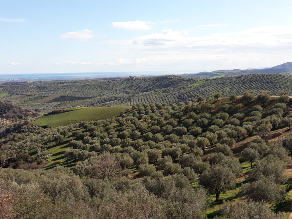 Scopri di più sull'articolo Il mondo oleario arbereshe