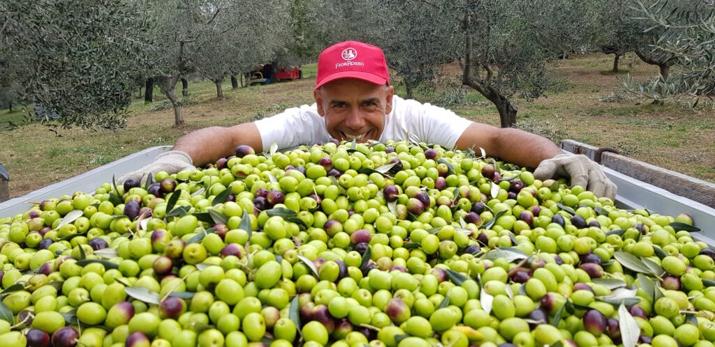 Scopri di più sull'articolo Visita nell’oliveto con assaggio olio extravergine di oliva e didattica