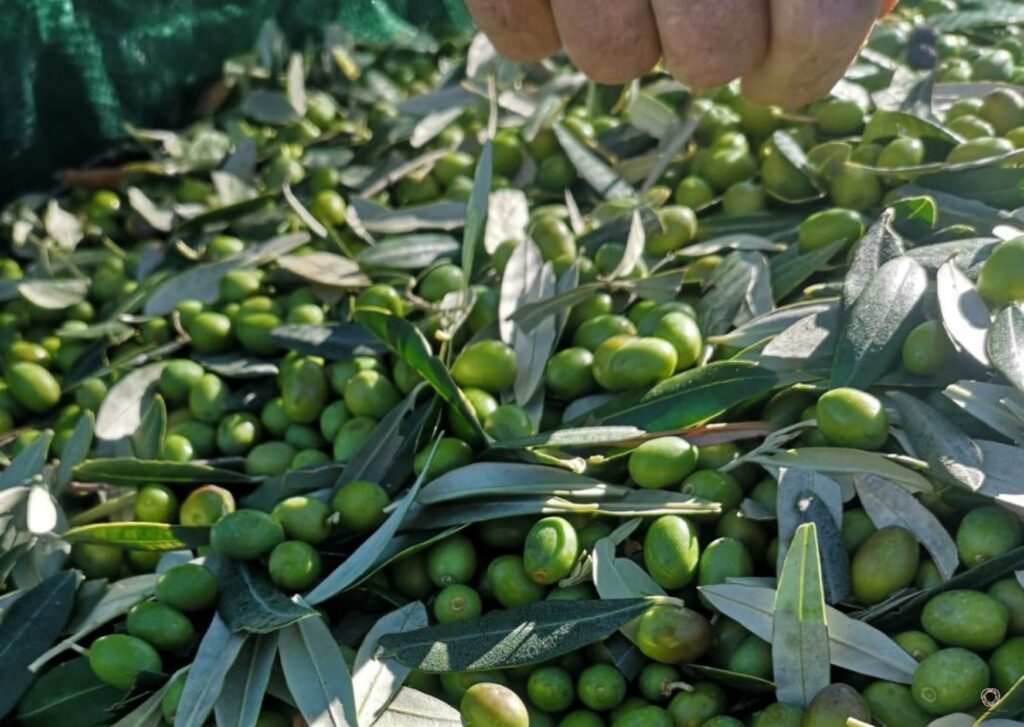 Scopri di più sull'articolo Le 4 stagioni dell’olio