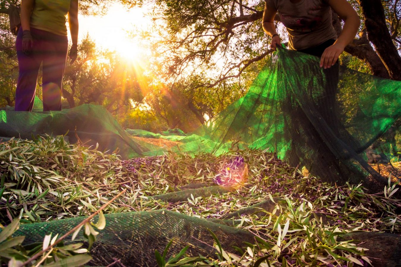 Scopri di più sull'articolo Sentieri e vie dell’olio