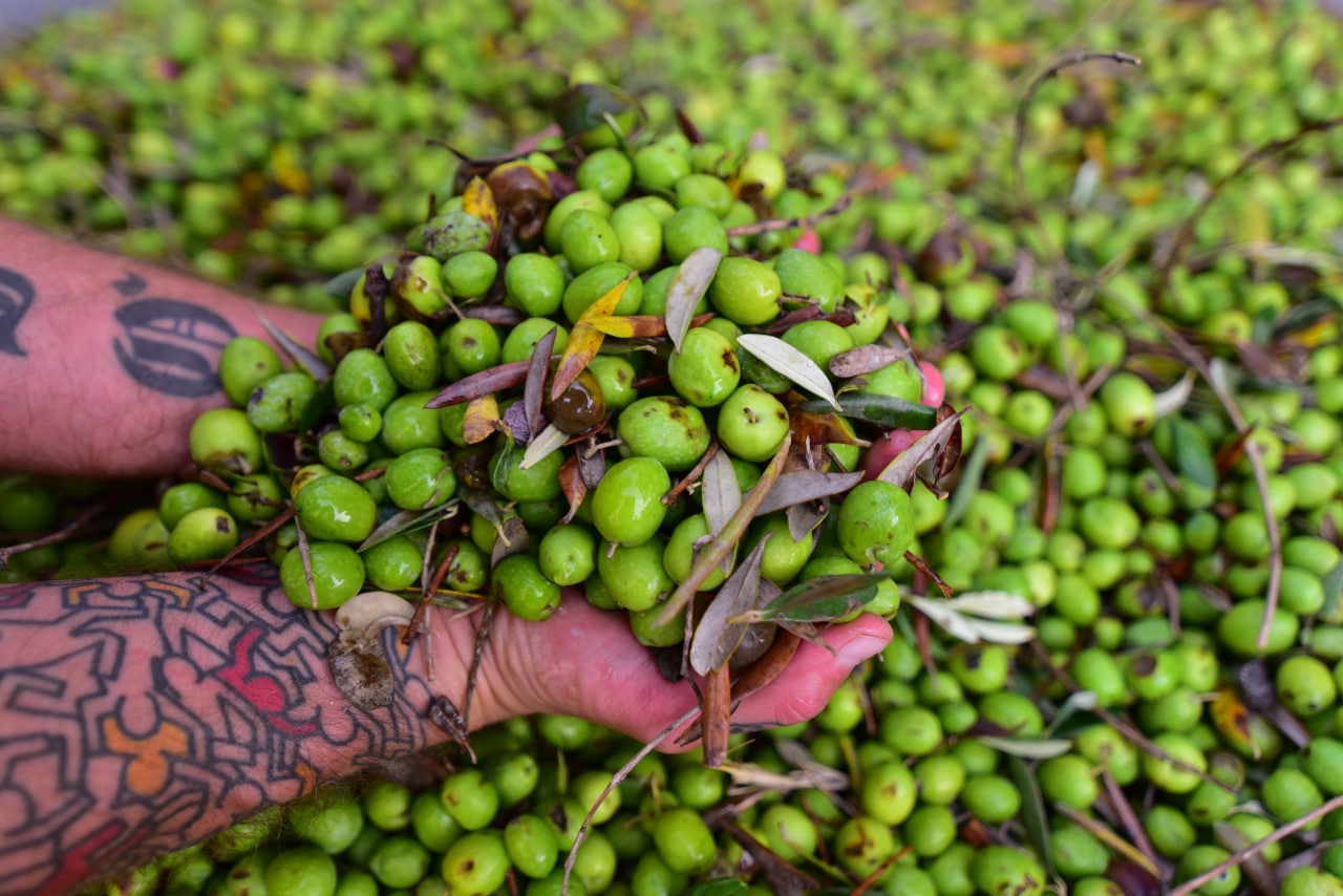 Scopri di più sull'articolo Dall’oliva all’olio