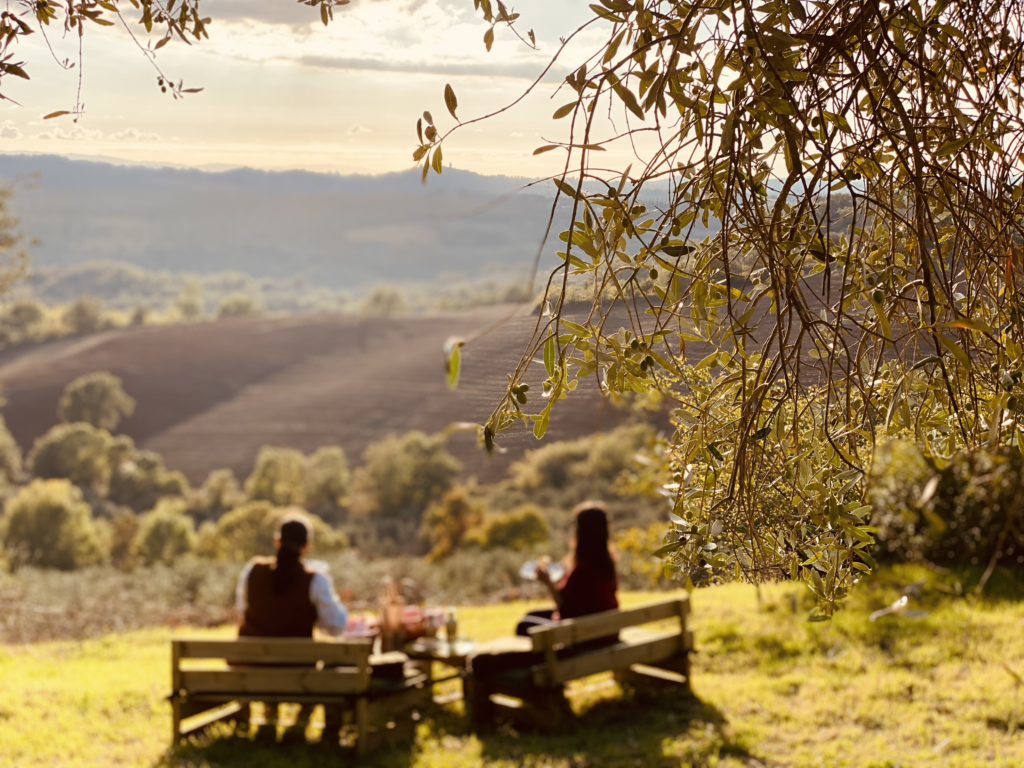 Scopri di più sull'articolo Passeggiata tra gli Ulivi storici in Maremma toscana e picnic con assaggio dell’Olio nuovo bio nella Cabane XL