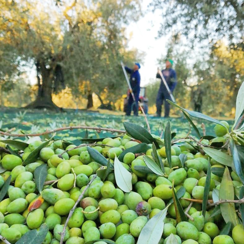 Scopri di più sull'articolo AgriCoolTour