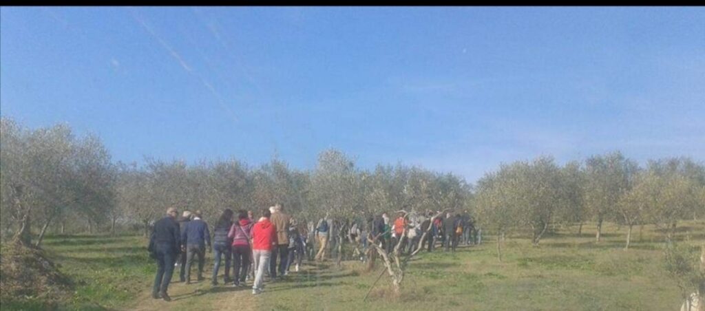 Scopri di più sull'articolo Camminata fra gli ulivi