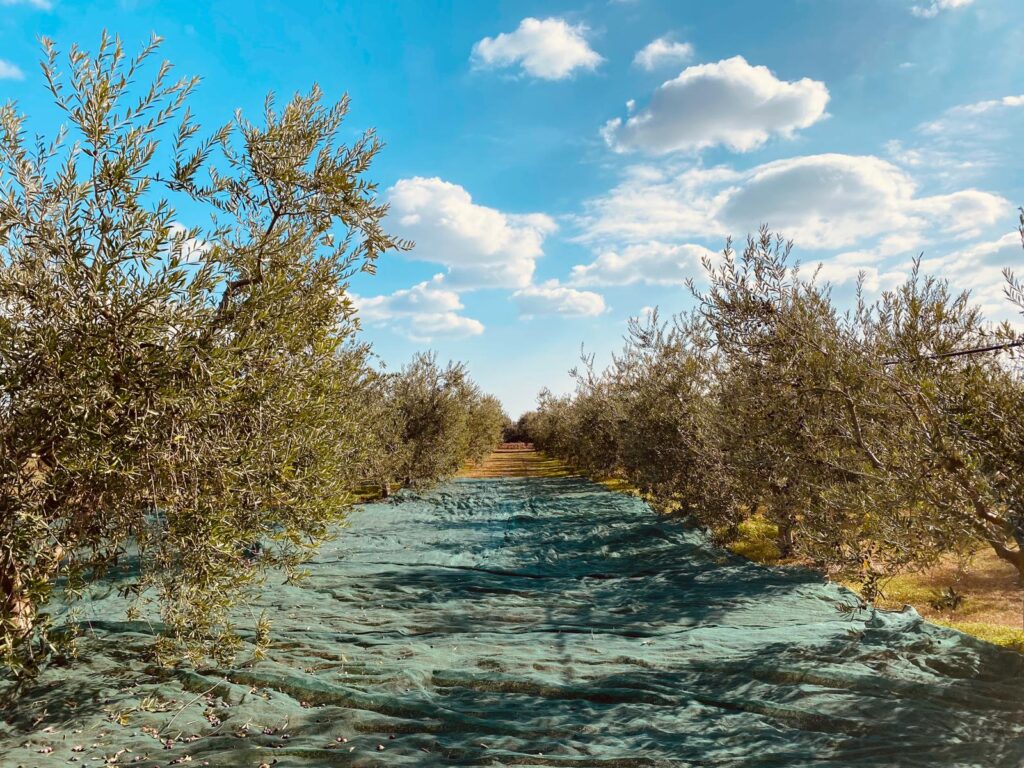 Scopri di più sull'articolo La raccolta delle olive in agriturismo