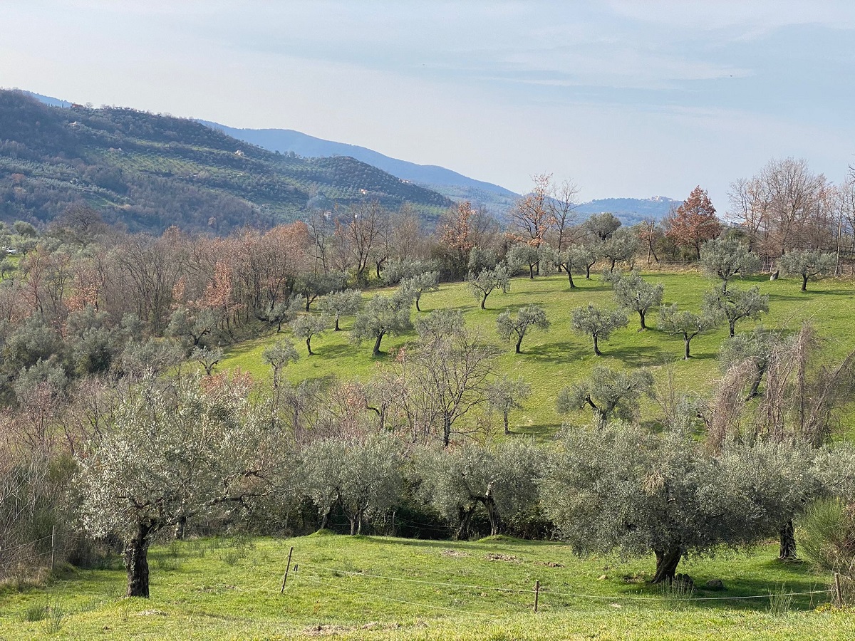 Scopri di più sull'articolo Visita e degustazione/ pranzo nell’uliveto secolare