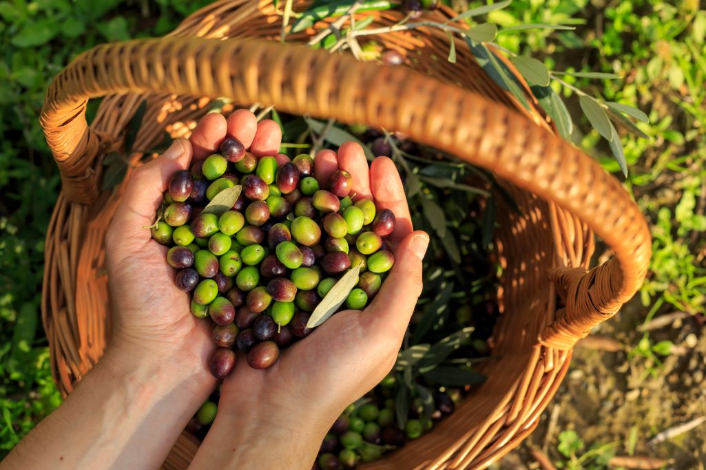 Scopri di più sull'articolo Liscio come l’olio