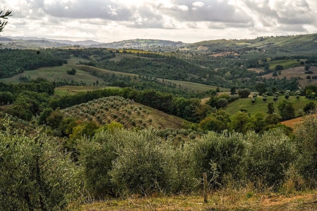 Scopri di più sull'articolo Passeggiata didattica tra gli ulivi storici e picnic con vista panoramica sulla Maremma collinare