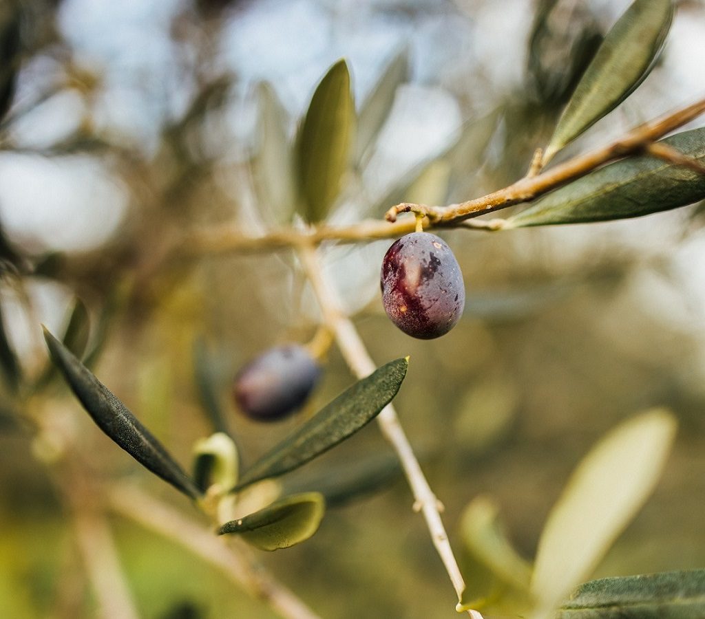 Scopri di più sull'articolo L’Olio Sacro della Valdichiana Aretina