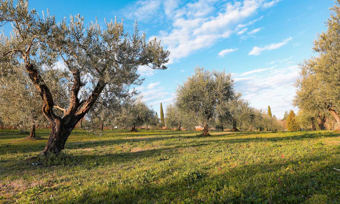 Scopri di più sull'articolo Gocce d’Oro Verde: Dedicato al nostro olio, prezioso frutto di queste terre