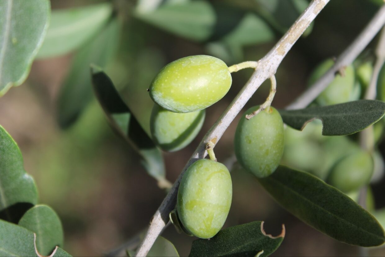 Scopri di più sull'articolo Chiusi e l’Olio di Minuta, una storia che inizia dagli etruschi