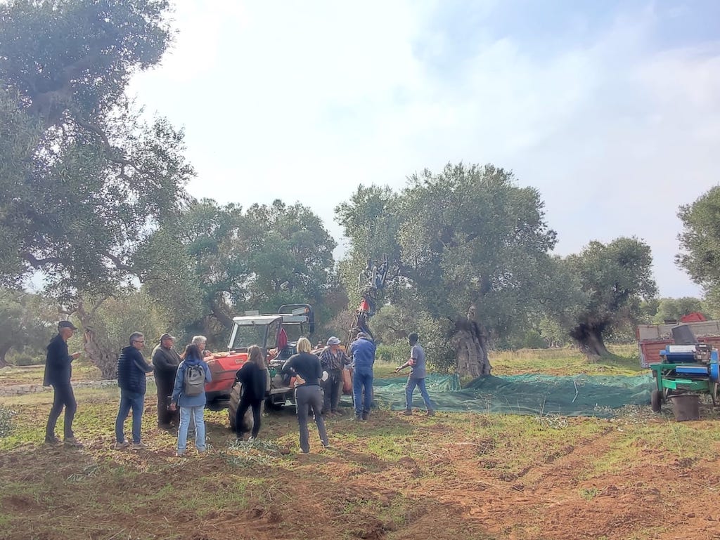 Scopri di più sull'articolo Impariamo facendo tra natura e agricoltura, con l’olio di oliva al termine di ogni attività