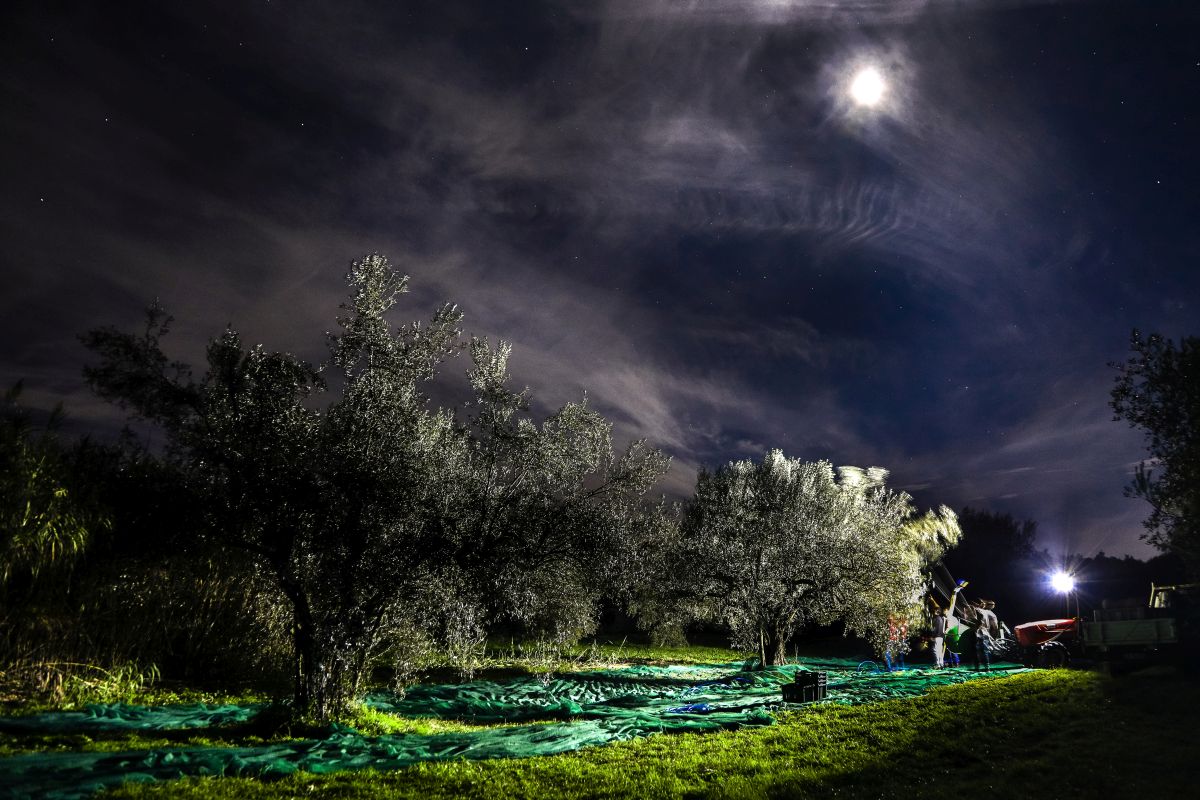 Scopri di più sull'articolo Vieni in campagna con me! Scopriremo il recupero degli oliveti abbandonati e la raccolta notturna