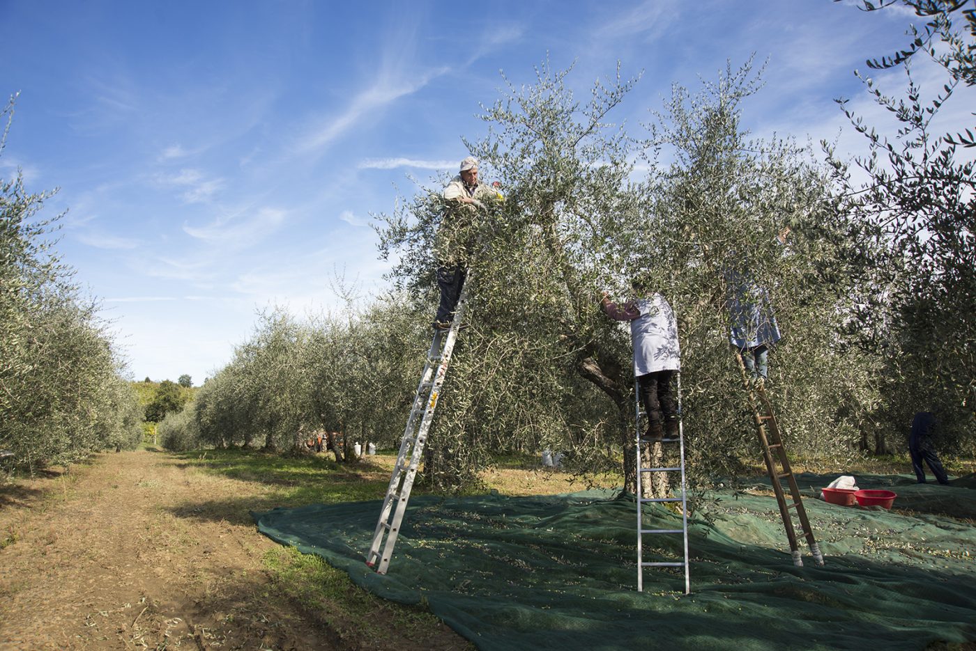 Scopri di più sull'articolo Ad ognuno l’olio che merita