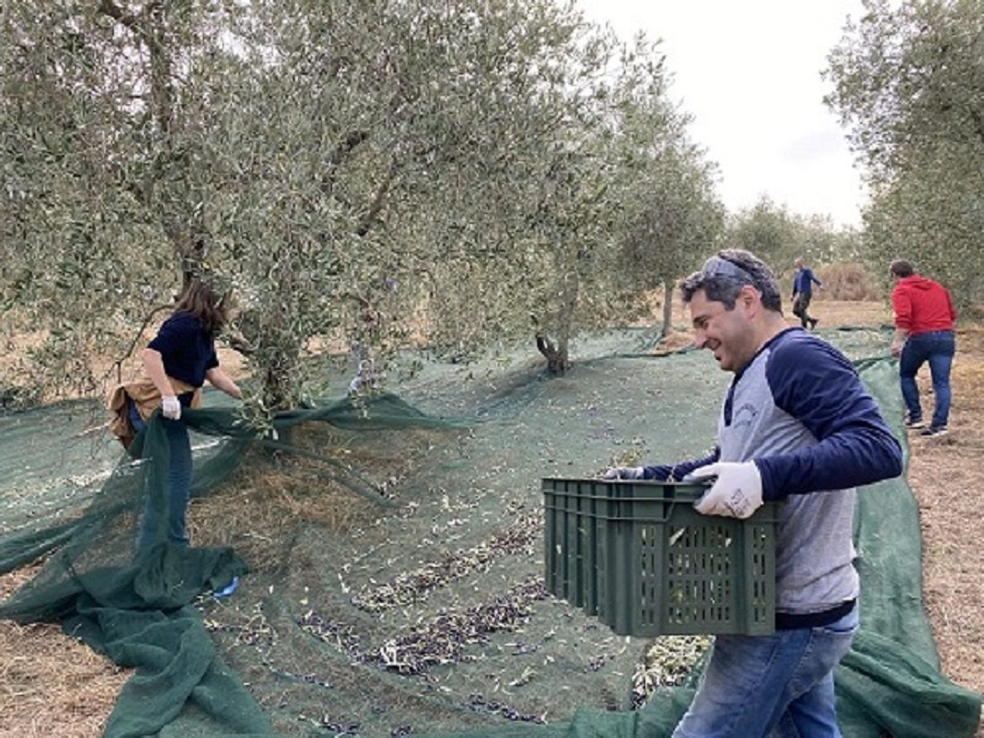 Scopri di più sull'articolo Camminare immersi tra oliveti centenari, nel silenzio della natura, con visita al frantoio