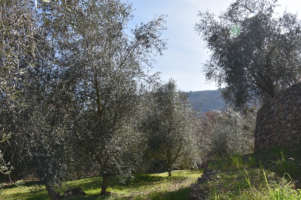 Scopri di più sull'articolo Nell’Oliveto