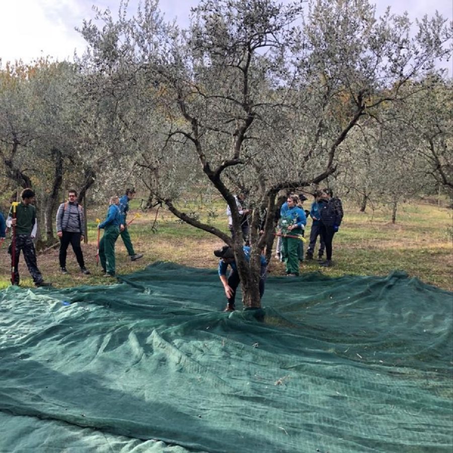 Scopri di più sull'articolo Un sogno reale… il mio Olio extra vergine di oliva