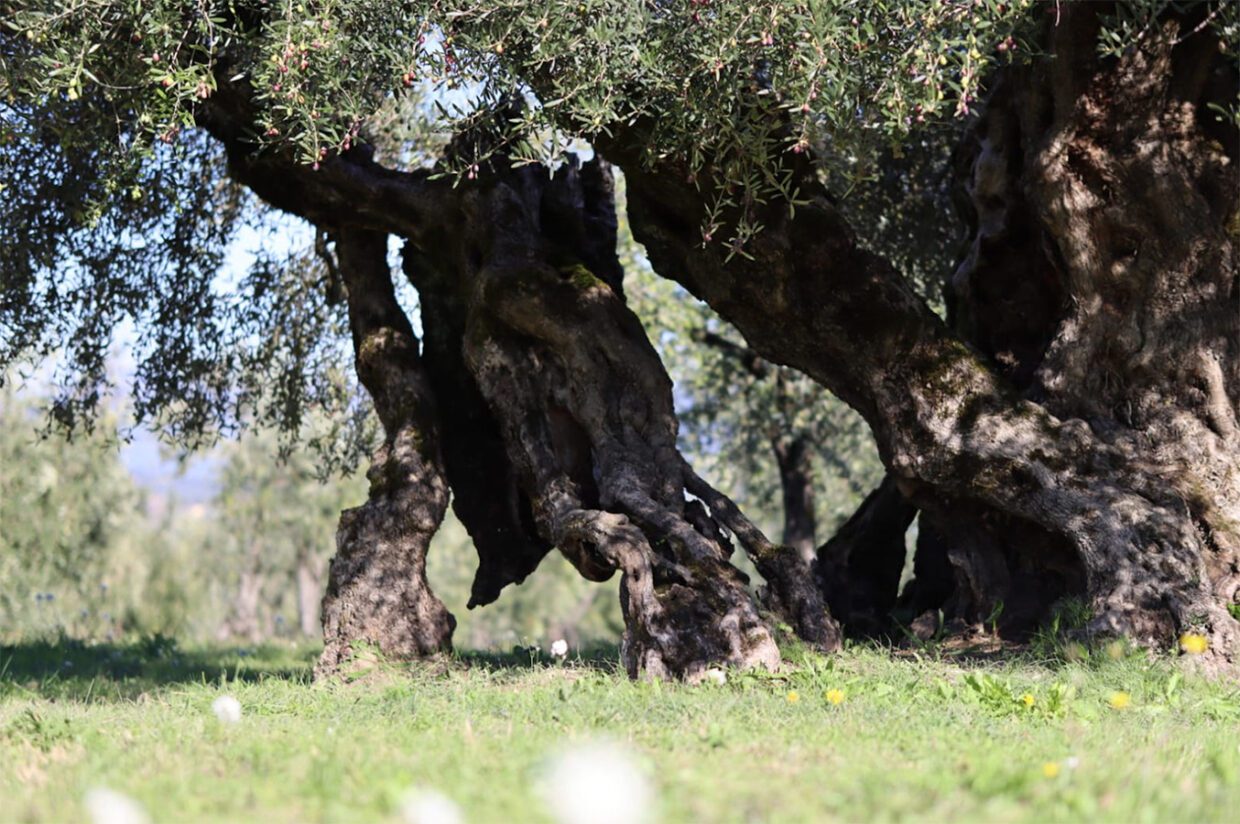 Scopri di più sull'articolo Oro di Giano EVO tour & tasting