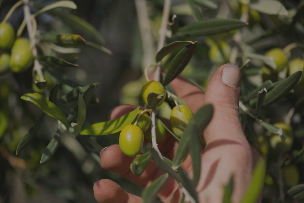 Scopri di più sull'articolo Alla scoperta di Brisighella e del suo pregiato olio Brisighello DOP