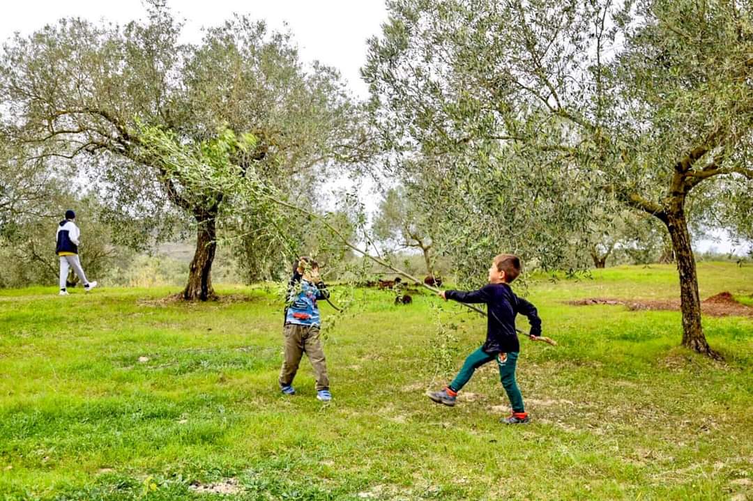 Scopri di più sull'articolo Non solo mare: alla scoperta dell’olio dei centenari