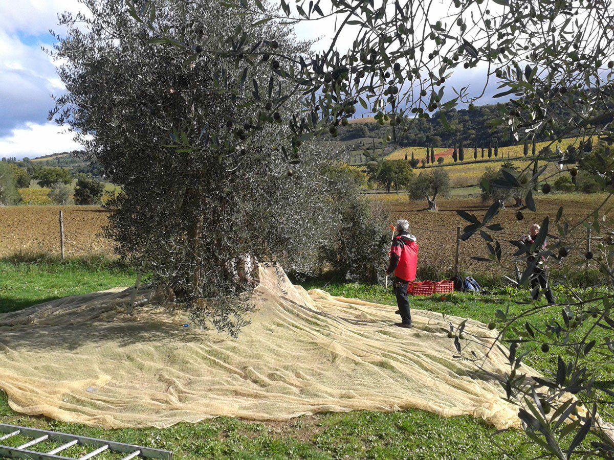 Scopri di più sull'articolo Olio d’Oliva Toscana Experience
