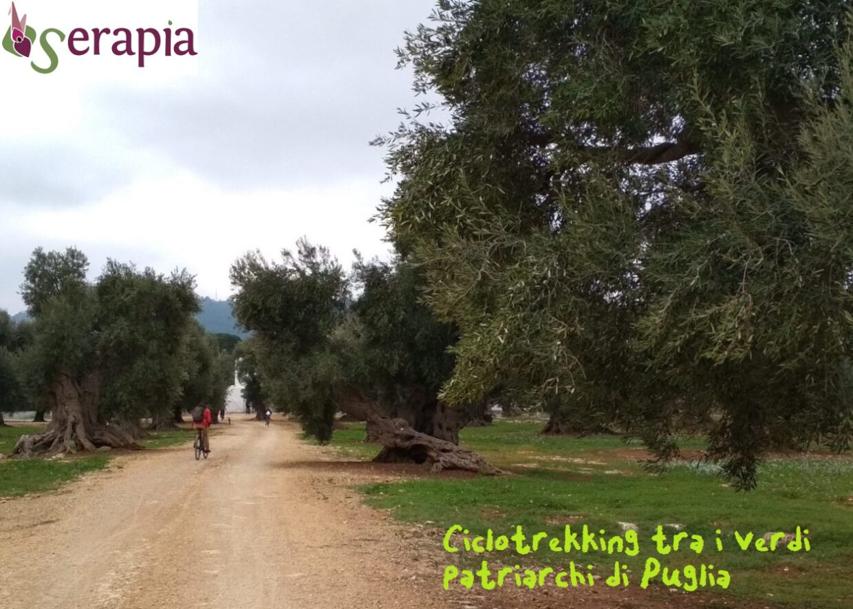 Scopri di più sull'articolo Ciclotrekking tra i verdi patriarchi di Puglia