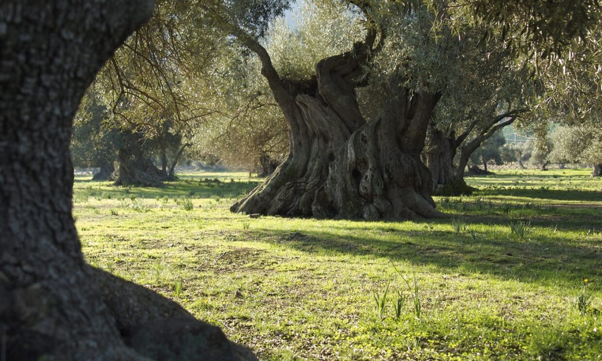 Scopri di più sull'articolo La valle degli ulivi monumentali