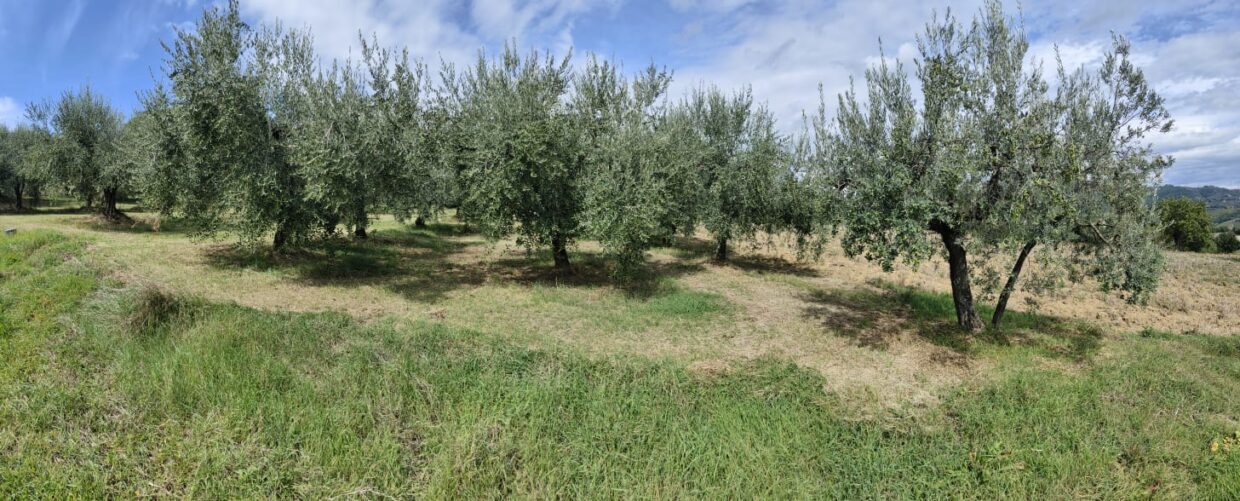 Scopri di più sull'articolo SCENDI IN CAMPO (e raccogli le olive)