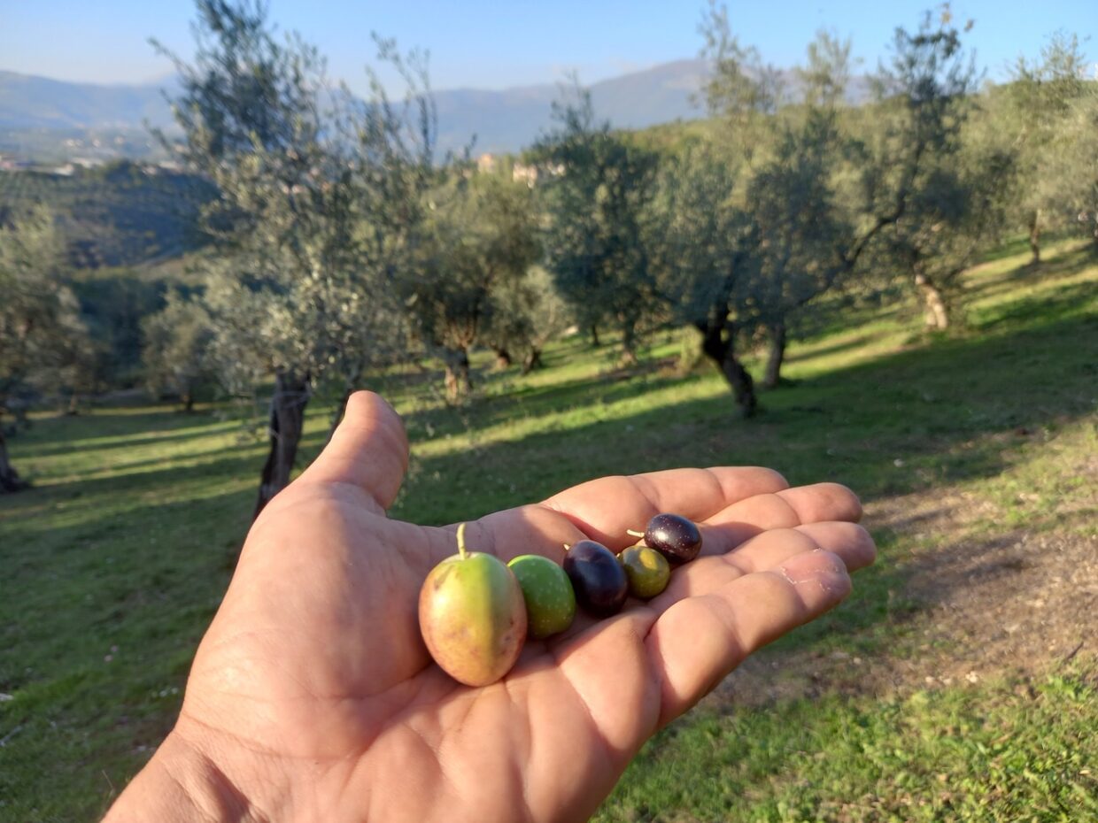 Scopri di più sull'articolo I sensi dell’olio