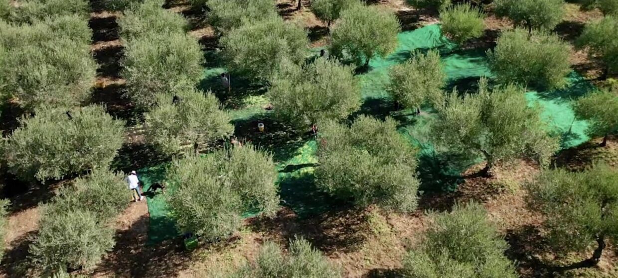 Scopri di più sull'articolo Raccolta delle olive con cena del contadino
