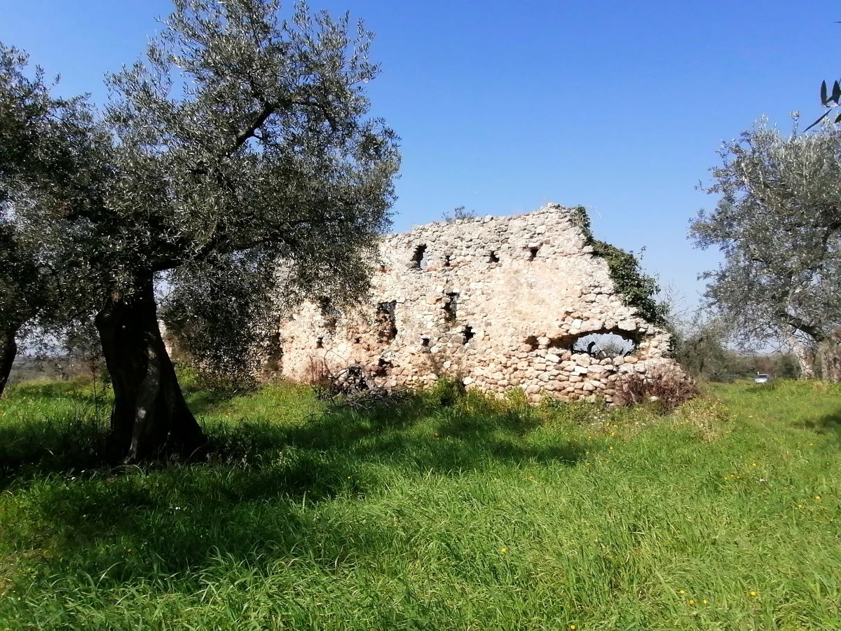 Scopri di più sull'articolo Alla scoperta degli ulivi e dell’olio della Sabina