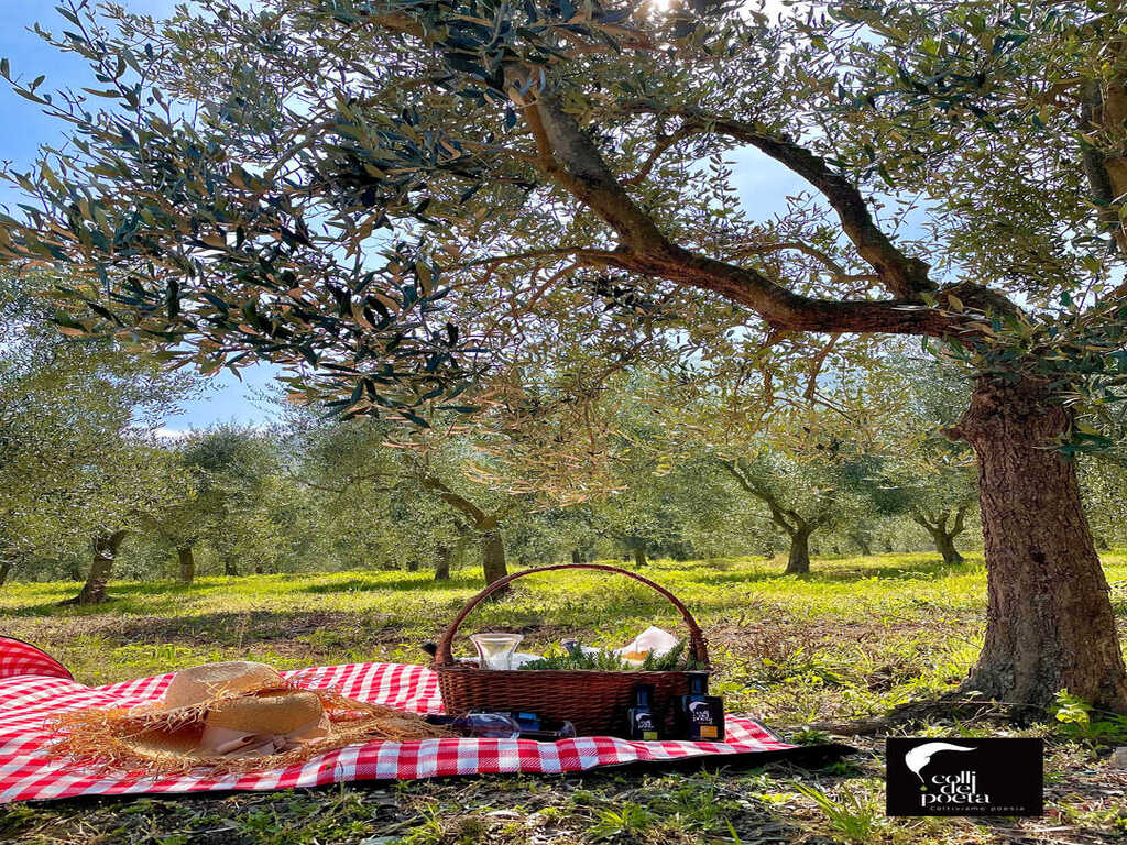 Scopri di più sull'articolo PICNIC TRA GLI ULIVI