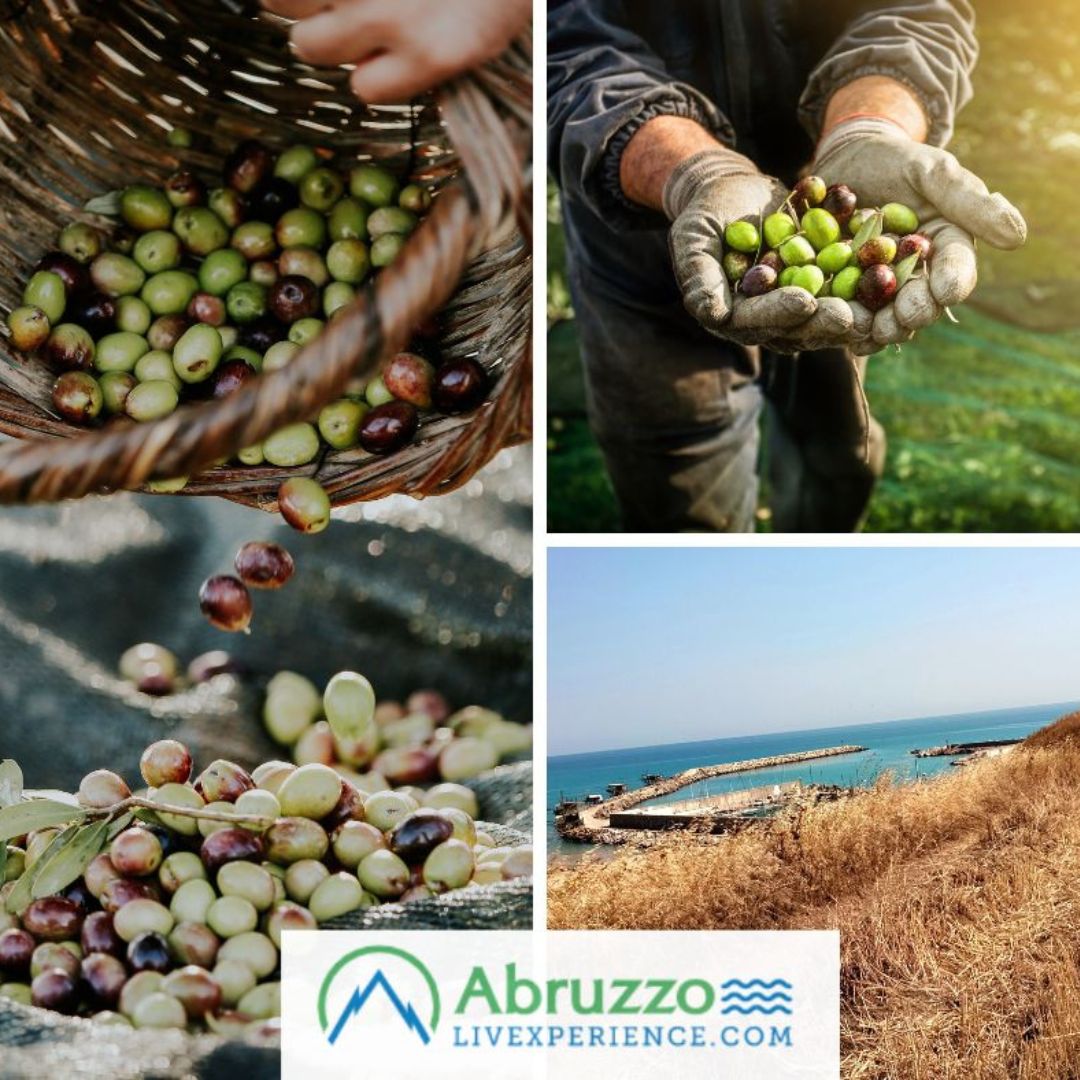 Scopri di più sull'articolo Olio EVO Abruzzo .7 giorni tra mare e monti