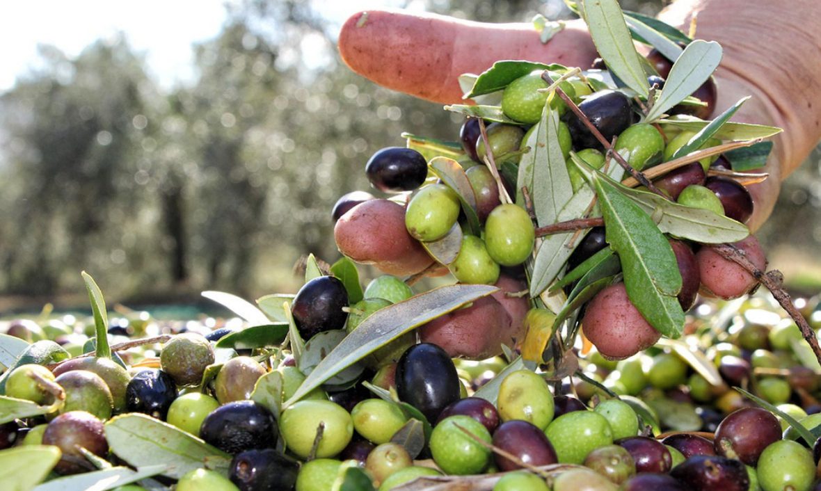 Scopri di più sull'articolo Partecipa alla raccolta delle olive con TerraNera!