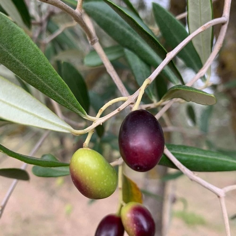 olive ok