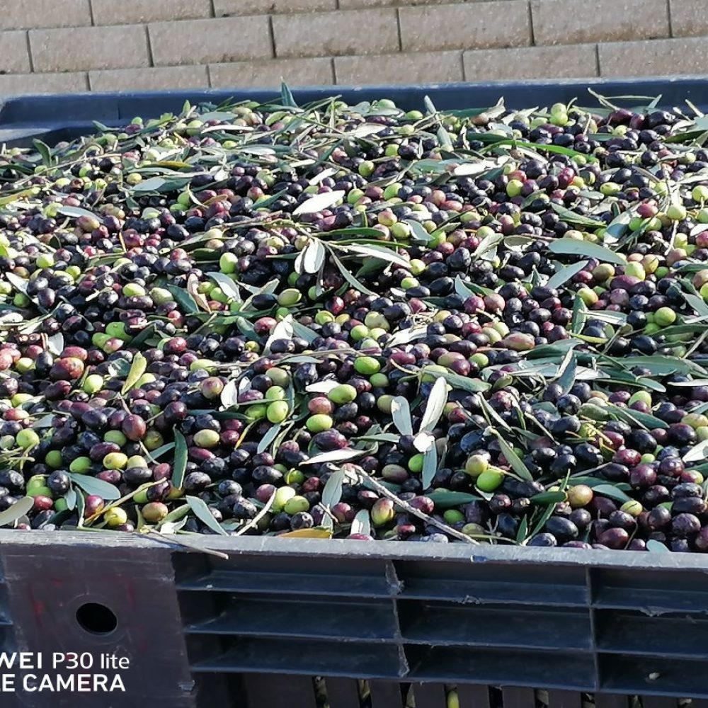 olive raccolte ridimensionate