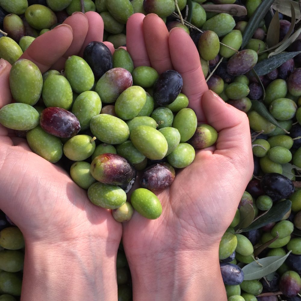 raccolta olive1